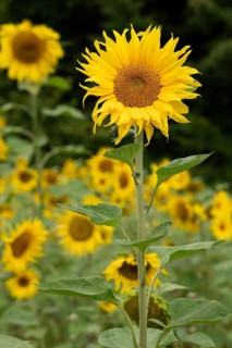 Frontal view of a bright yellow flowering sunflower (Helianthus annuus) in front of a blurred field