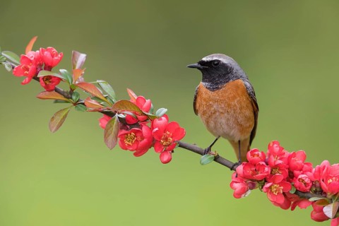 Common Redstart (Phoenicurus phoenicurus) male perched on a flowering twig, Poland
