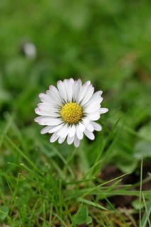Daisy (Bellis perennis), wildflower, close-up, inflorescence, early bloomer, spring, Wilnsdorf,