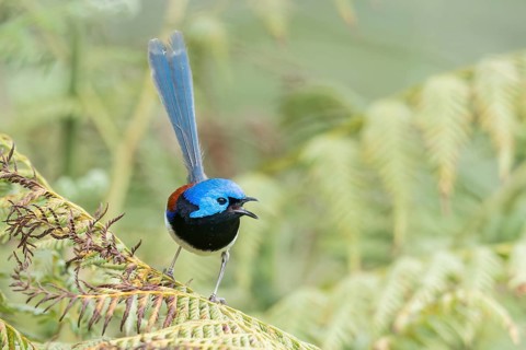 Purple-backed Fairywren (Malurus assimilis) perched on a branch in eastern Australia