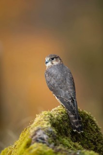 Merlin (Falco columbarius) adult male falcon bird of prey on a rock, Scotland, United Kingdom