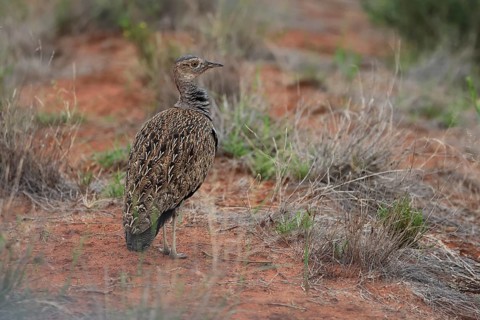 Red-crested Bustard (Lophotis ruficrista), adult, foraging, vigilant, Mokala National Park, South