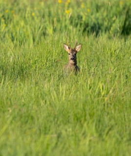 Roe deer (Capreolus capreolus), roebuck standing in a wet meadow, in a wetland biotope, wildlife,