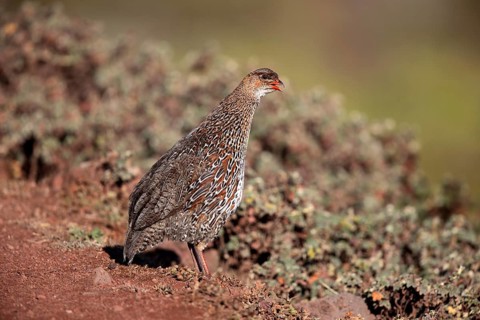Chestnut-naped Francolin (Pternistis castaneicollis), Bale Mountains National Park, Ethiopia