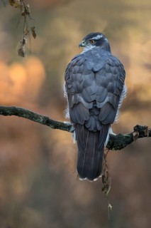Havik winter setting, northern goshawk in winter setting