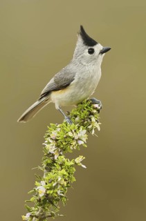 Black-crested Titmouse (Baeolophus atricristatus), Texas, USA