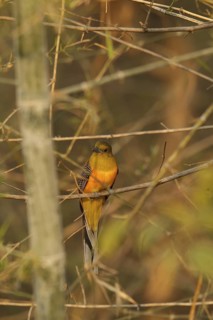 Orange-breasted Trogon (Harpactes oreskios), Bueng Boraphet, Thailand