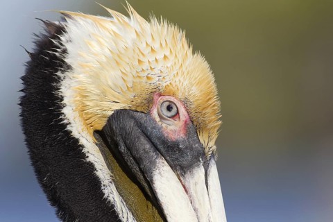 Brown Pelican (Pelecanus occidentalis), Florida, USA