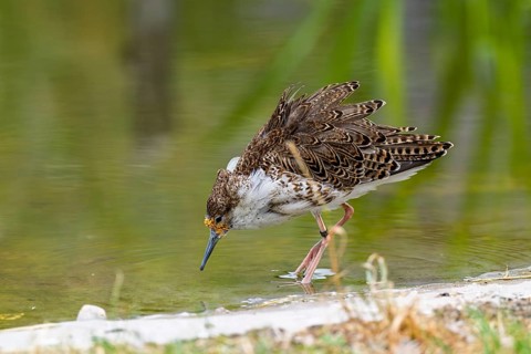 A male ruff (Calidris pugnax) searching for food in shallow water. Northern Poland
