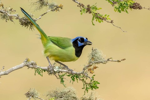 Green Jay (Cyanocorax luxuosus) perched on a branch, Texas, USA