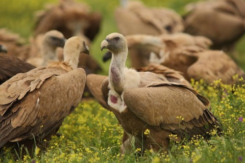 Group of griffon vultures (Gyps fulvus), Torrejon el Rubio, Monfragüe, Extremadura, Spain