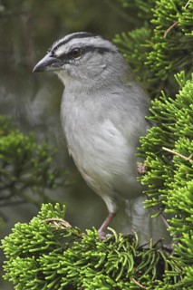 Black-striped Sparrow (Arremonops conirostris), Costa Rica
