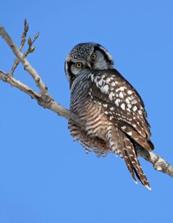 Northern Hawk-Owl (Surnia ulula), Saskatchewan, Canada