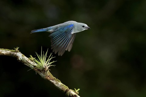 Blue-gray tanager taking off from a cloud forest branch. Blue-gray tanagers are resident birds that