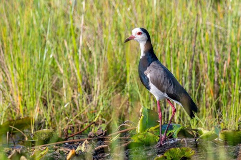 Long-toed Lapwing (Vanellus crassirostris), bird on the shore, Mabamba Swamp, Lake Victoria, Uganda