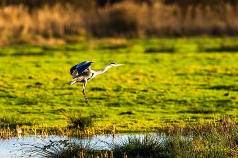 Grey Heron, Ardea cinerea, bird in winter on marshes in winter soft morning light, Devon, England,