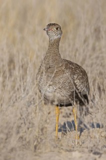 Southern Black Korhaan (Afrotis afra) female, Oshikoto, Namibia