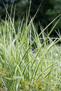 Chinese reed (Miscanthus sinensis 'Silberpfeil'), Weihenstephaner Gärten, Germany