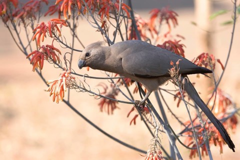 Grey Go-away-bird (Corythaixoides concolor) perched on a branch, South Africa