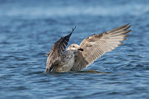 Seagull landing in the sea. Gdansk, Poland