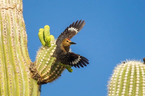 Gila Woodpecker Melanerpes uropygialis Tucson, Arizona, United States 4 June Adult Male taking off