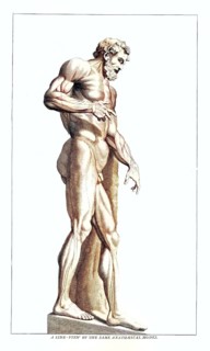 Anatomy, symbolic, man, side view from behind of the gladiator in the Villa Borghese, Rome, Italy,