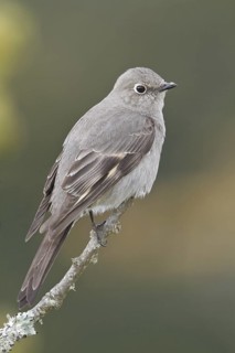 Townsend's Solitaire (Myadestes townsendi), British Columbia, Canada
