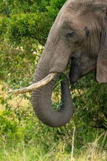 Close-up of a majestic elephant grazing amidst lush greenery in the Masai Mara National Reserve,