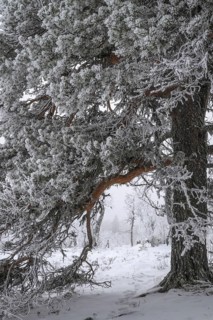 Pine-covered pine trees in snow, Alvdal Vestfjell, Hedmark, Innlandet, Norway, November 2025