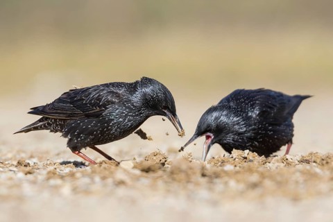 Spotless Starling - Einfarbstar - Sturnus unicolor, Spain, 1st Winter