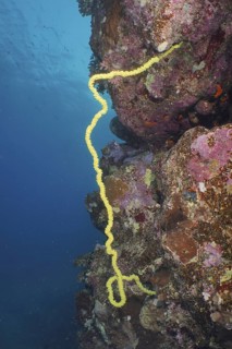 Wire Coral (Cirrhipathes spiralis)