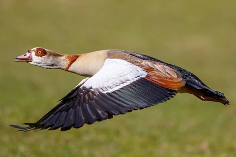 Egyptian Goose (Alopochen aegyptiaca) flying, North Rhine-Westphalia, Germany