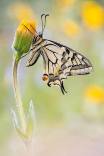 Ein Schwalbenschanz (Papilio machaon) Männchen. Aufgenommen in den Alpen