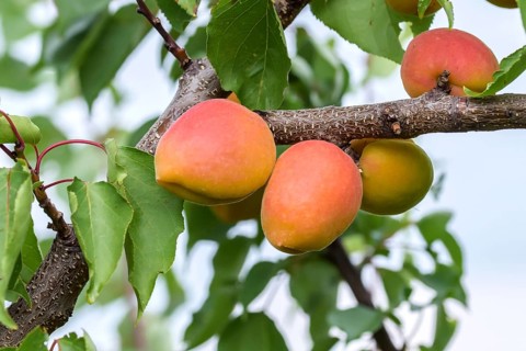 Apricot (Prunus armeniaca 'Faralia'),  Austria