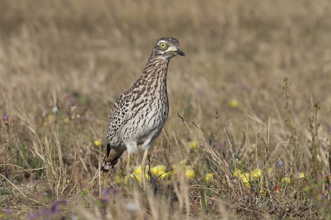 Kaptriel (Burhinus capensis), South Africa