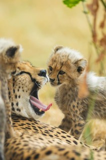 Cheetah (Acinonyx jubatus) mother with her youngster, captive, occurrence Africa