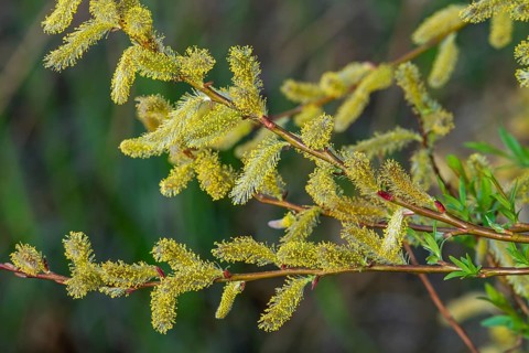 Close-up of flowering yellow male catkins of willow (Salix spec.) in spring