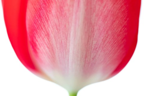 Pink tulip flower, detail, cut, Germany