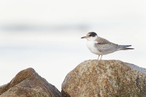 Common Tern (Sterna hirundo) perched on a stone, Massachusetts, USA