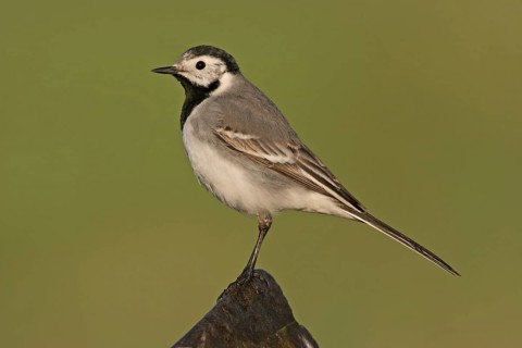White Wagtail (Motacilla alba), Oman