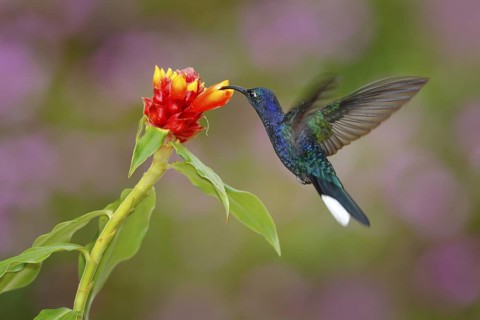 Big blue hummingbird Violet Sabrewing flying next to beautiful red flower with clear green forest