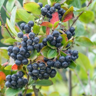 Chokeberry (Aronia × prunifolia 'Viking'),  Germany