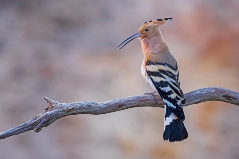 Eurasian Hoopoe (Upupa epops), Saxony-Anhalt, Germany