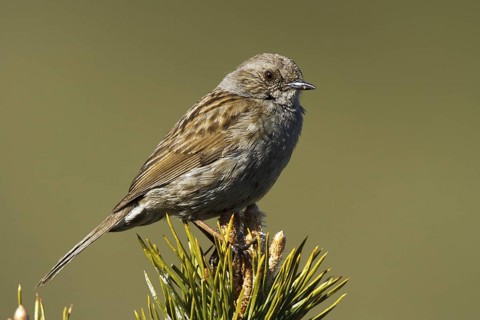 Dunnock (Prunella modularis) singing, Madrid, Spain