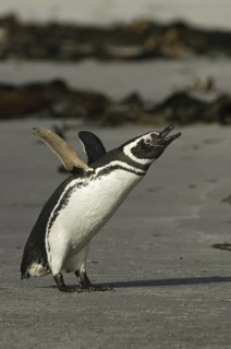 Magellanic Penguin (Spheniscus magellanicus), Falkland Islands