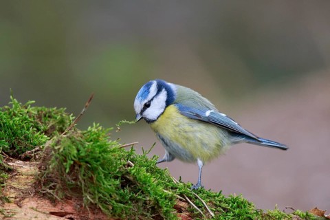Eurasian Blue Tit (Cyanistes caeruleus) with nesting material in beak, North Rhine-Westphalia,