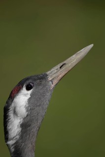 Common crane (Grus grus) adult bird head portrait, England, United Kingdom