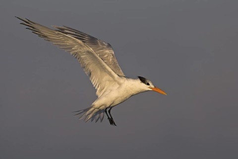 Royal Tern (Thalasseus maximus) flying, Florida, USA
