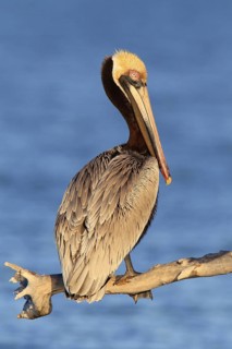 Brown Pelican (Pelecanus occidentalis), Florida, USA