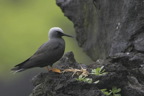 Black Noddy, Anous minutus, USA, Hawaii, Maui